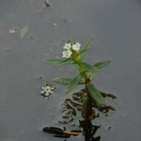 Limnophila heterophylla (Roxb.) Benth.